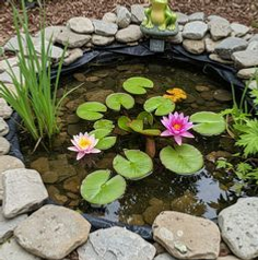 aqua-pond